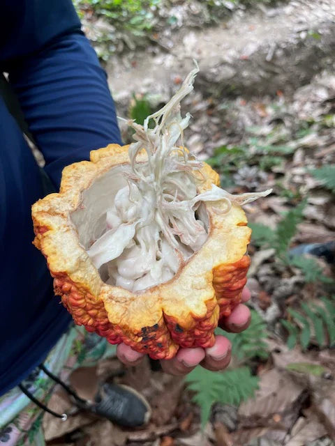 The Best Cacao in the World