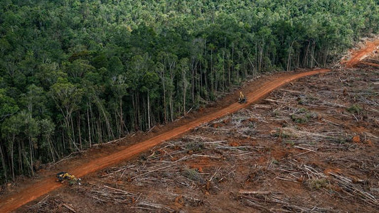 Why We'll Never Use Soy Wax